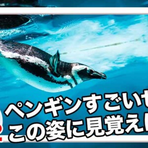 王様フライパンPENTAはなぜペンギンなのか